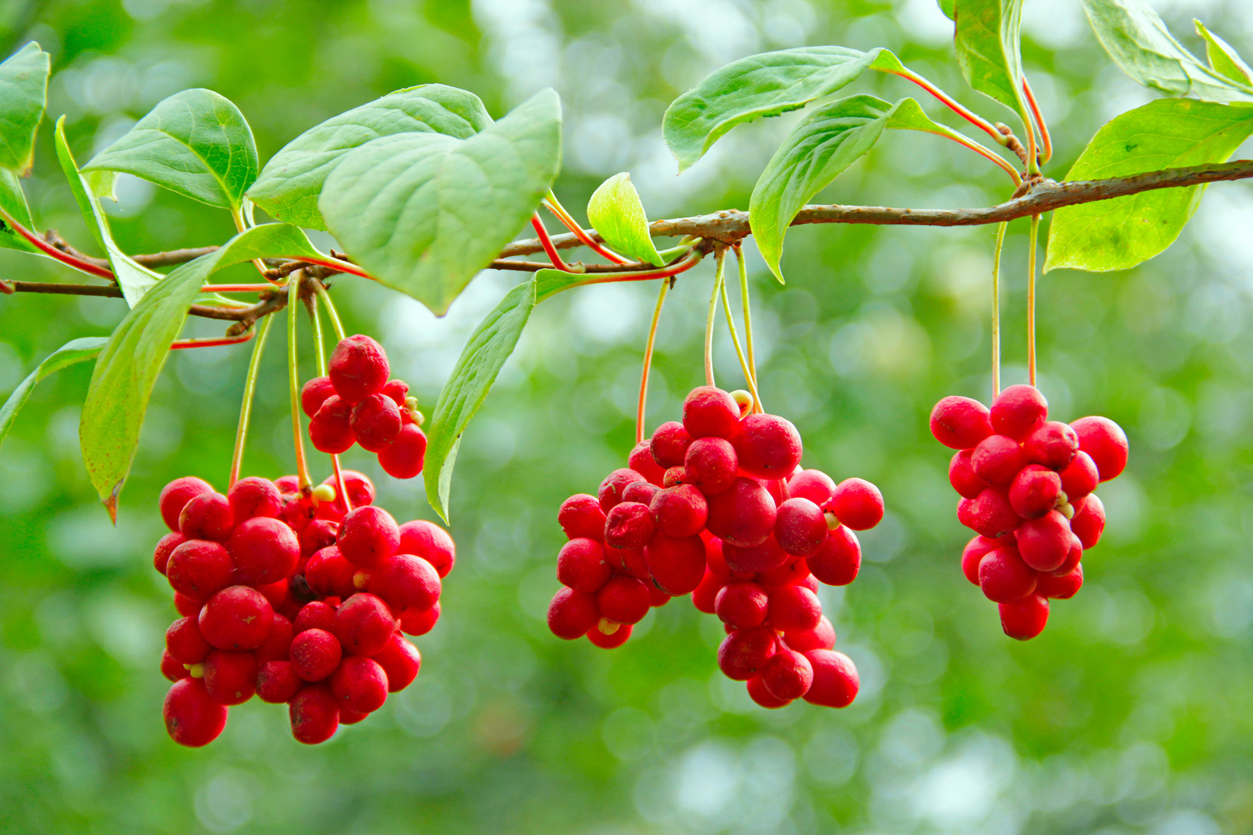 What Is Schisandra? Schisandra Benefits & Growing Tips
